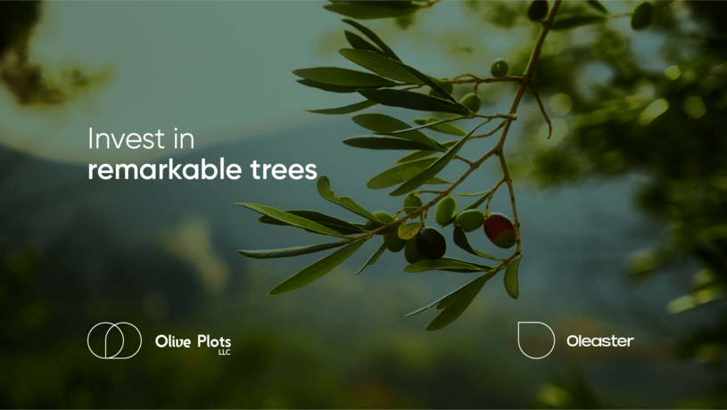 Featured image of Olive Plots by Oleaster