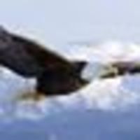 Profile picture of donna long
