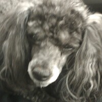 Profile picture of Ronald Viemont