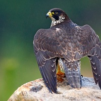 Profile picture of Mccartha Hawkins