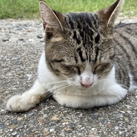 Profile picture of Noboru Kato