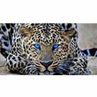 Profile picture of Cheetah Skills