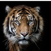 Profile picture of Rocio Salamanca